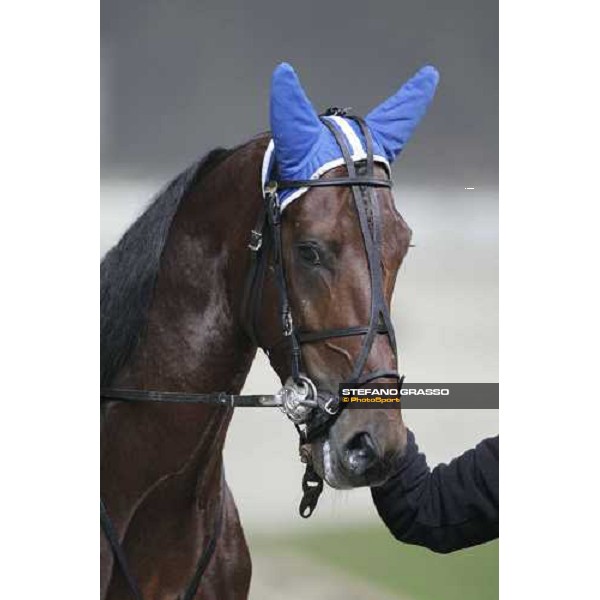 close up for Fairbank Gi winner of the Premio Paolo e Orsino Orsi Mangelli Milan, 1st november 2005 ph. Stefano Grasso