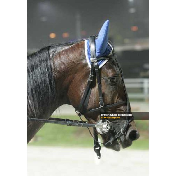 close up for Faribang Gi, winner of Premio Paolo e Orsino Orsi Mangelli Milan, 1st november 2005 ph. Stefano Grasso