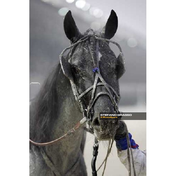 close up for Cromwell, winner of 2nd heat of the Premio Paolo e Orsino Orsi Mangelli Milan, 1st november 2005 ph. Stefano Grasso