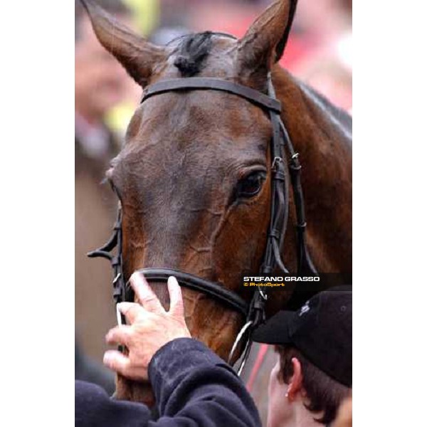 close up for Best Mate the Cheltenham Gold Cup Steeple Chase Cheltenham march 18 2004 ph.Stefano Grasso