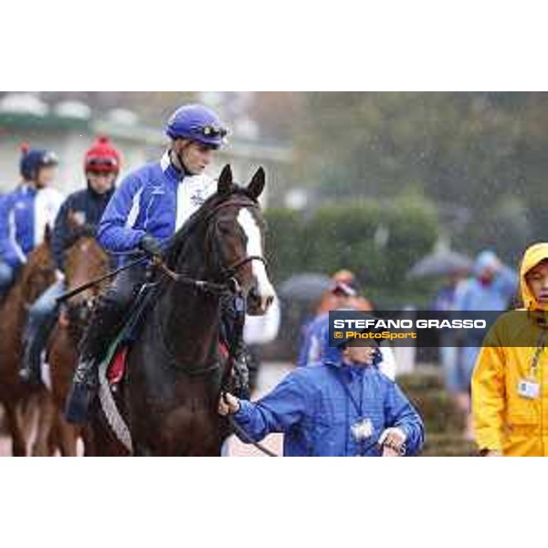 Morning track works at Fuchu racecourse Ito Tokyo,26th nov.2015 ph.Stefano Grasso