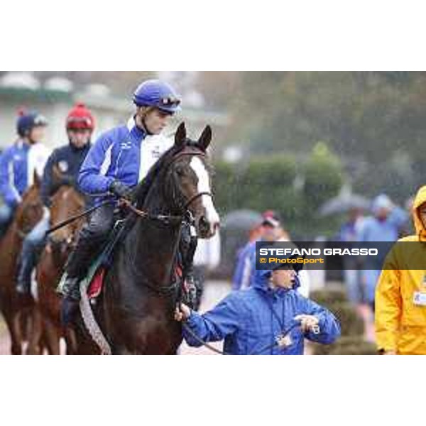 Morning track works at Fuchu racecourse Ito Tokyo,26th nov.2015 ph.Stefano Grasso