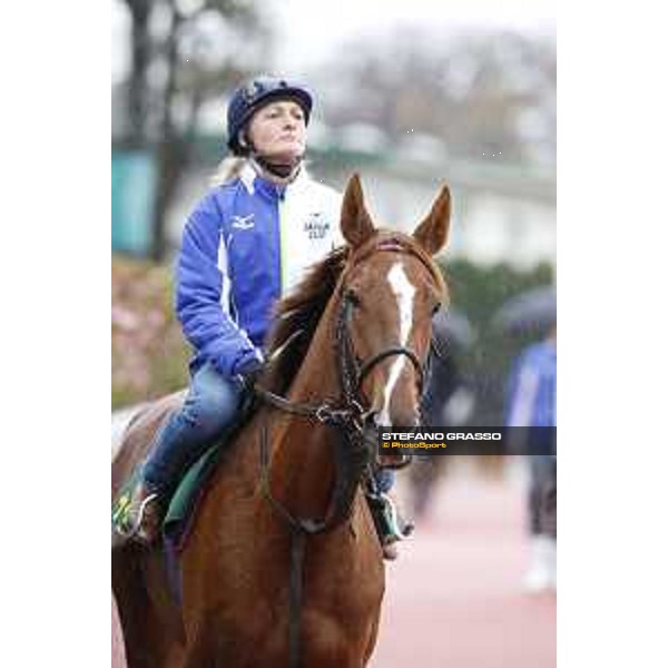 Morning track works at Fuchu racecourse Nightflower Tokyo,26th nov.2015 ph.Stefano Grasso