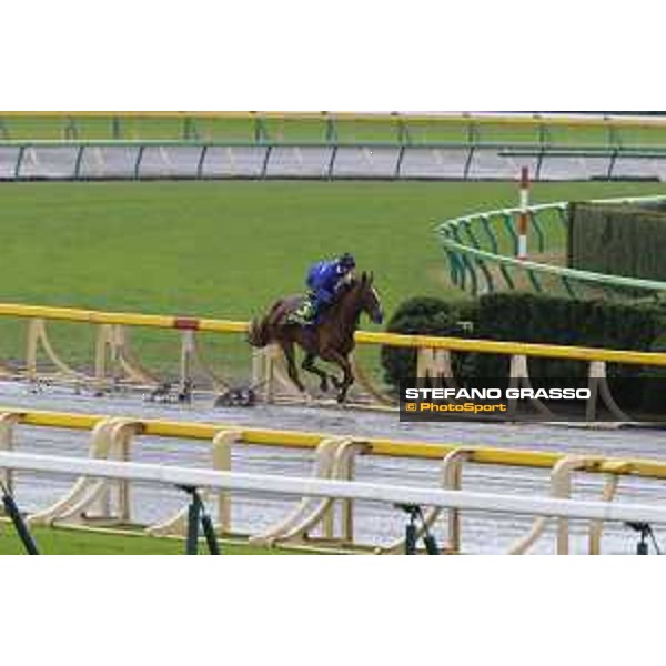 Morning track works at Fuchu racecourse Nightflower Tokyo,26th nov.2015 ph.Stefano Grasso