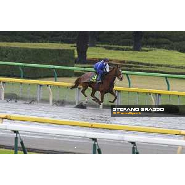 Morning track works at Fuchu racecourse Nightflower Tokyo,26th nov.2015 ph.Stefano Grasso