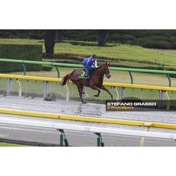 Morning track works at Fuchu racecourse Nightflower Tokyo,26th nov.2015 ph.Stefano Grasso
