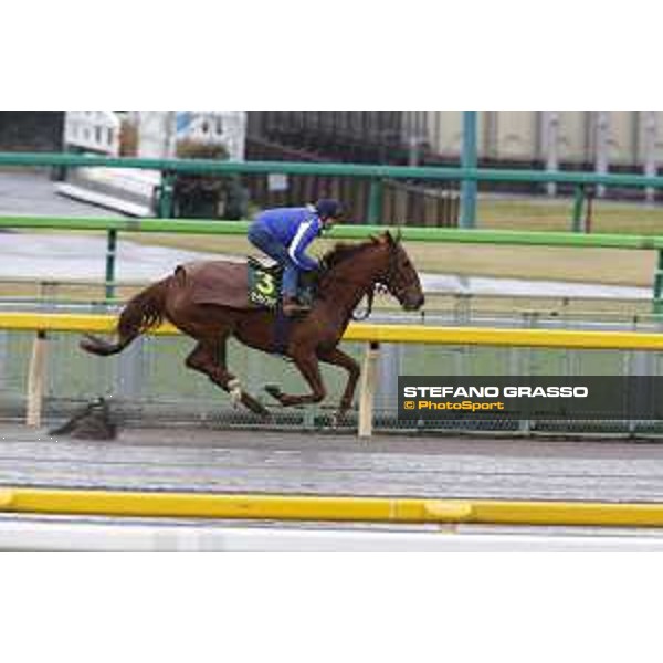 Morning track works at Fuchu racecourse Nightflower Tokyo,26th nov.2015 ph.Stefano Grasso