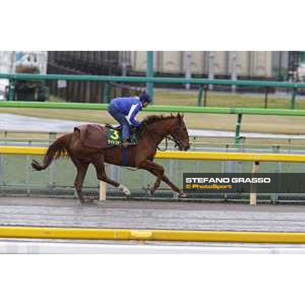 Morning track works at Fuchu racecourse Nightflower Tokyo,26th nov.2015 ph.Stefano Grasso