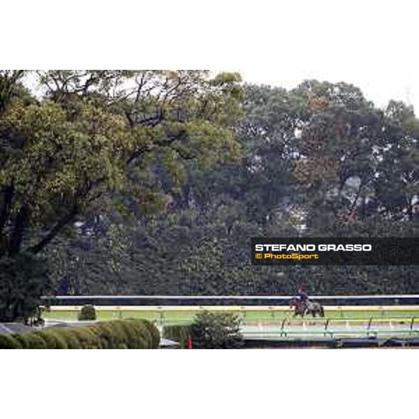 Morning track works at Fuchu racecourse Erupt Tokyo,26th nov.2015 ph.Stefano Grasso