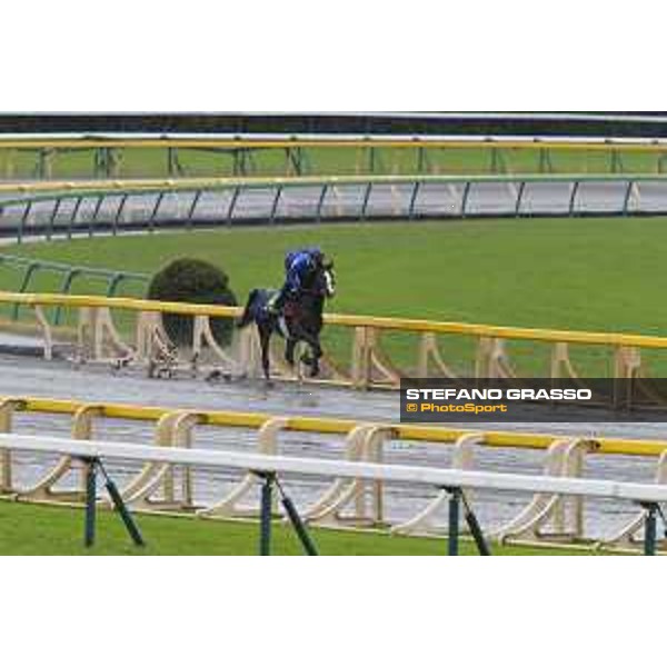 Morning track works at Fuchu racecourse Ito Tokyo,26th nov.2015 ph.Stefano Grasso