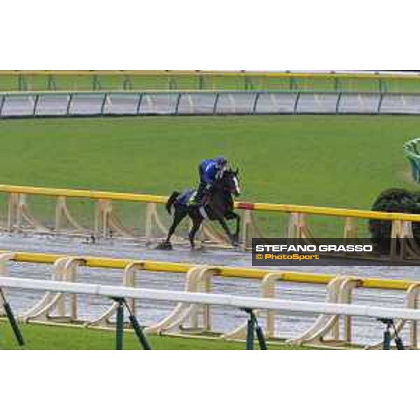 Morning track works at Fuchu racecourse Ito Tokyo,26th nov.2015 ph.Stefano Grasso