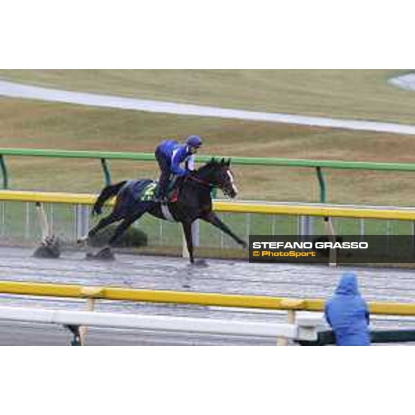 Morning track works at Fuchu racecourse Ito Tokyo,26th nov.2015 ph.Stefano Grasso