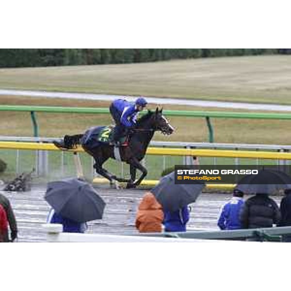 Morning track works at Fuchu racecourse Ito Tokyo,26th nov.2015 ph.Stefano Grasso