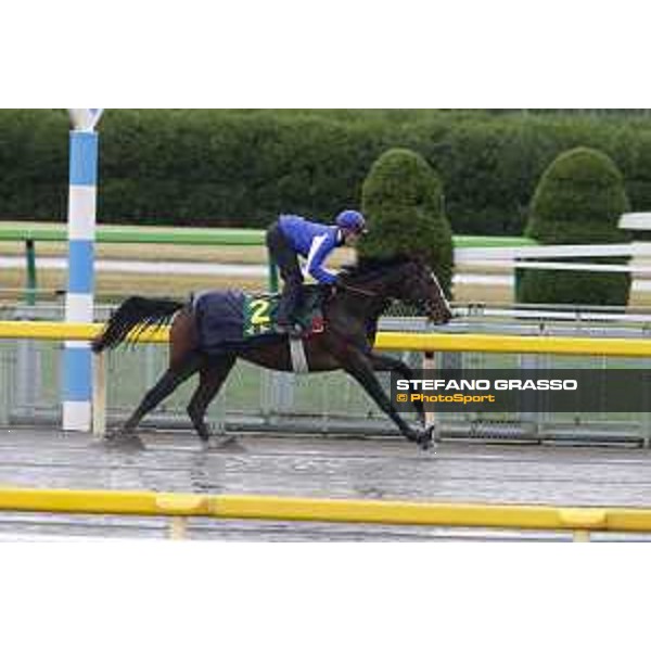 Morning track works at Fuchu racecourse Ito Tokyo,26th nov.2015 ph.Stefano Grasso