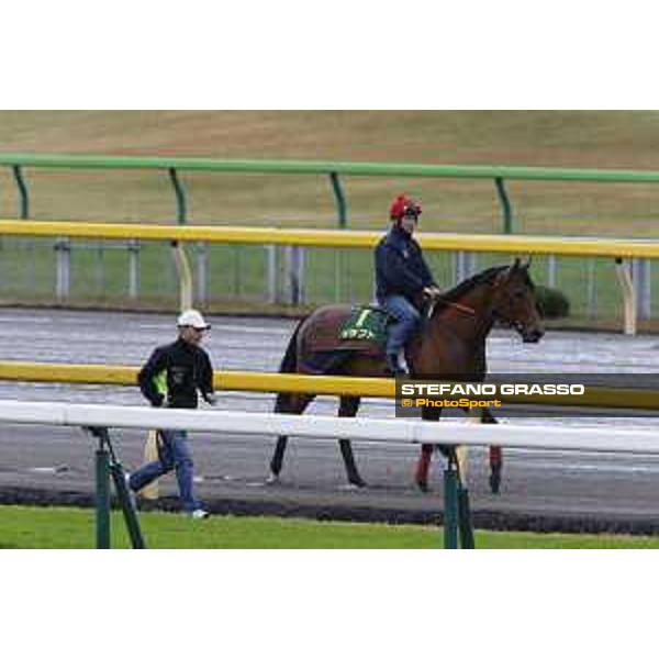 Morning track works at Fuchu racecourse Erupt Tokyo,26th nov.2015 ph.Stefano Grasso