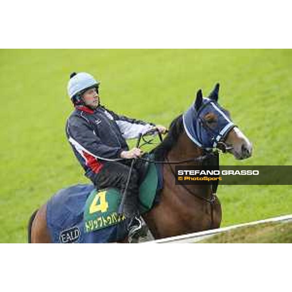 Morning track works at Fuchu racecourse Trip To Paris Tokyo,26th nov.2015 ph.Stefano Grasso