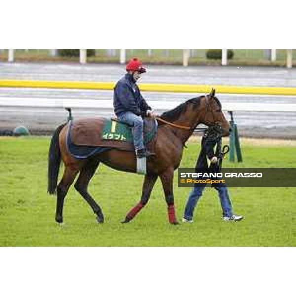 Morning track works at Fuchu racecourse Erupt Tokyo,26th nov.2015 ph.Stefano Grasso
