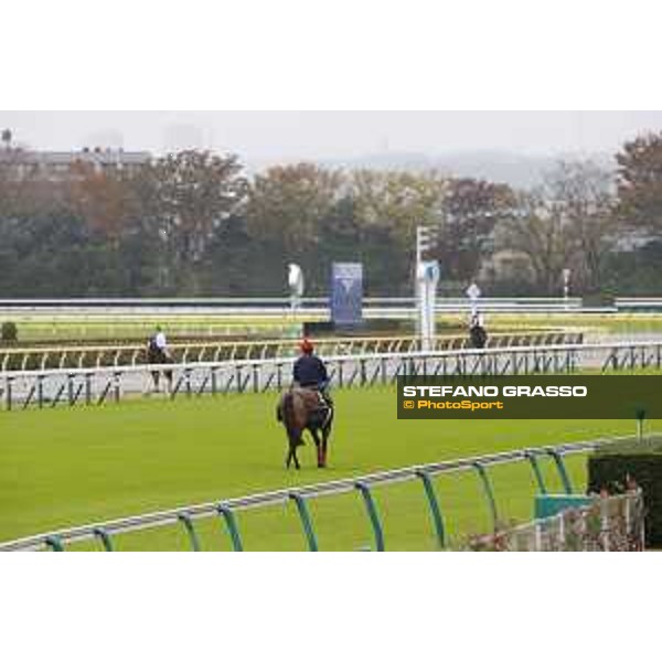 Morning track works at Fuchu racecourse Erupt Tokyo,26th nov.2015 ph.Stefano Grasso