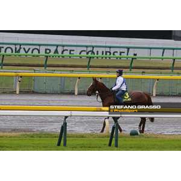 Morning track works at Fuchu racecourse Nightflower Tokyo,26th nov.2015 ph.Stefano Grasso
