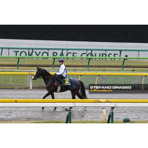 Morning track works at Fuchu racecourse Ito Tokyo,26th nov.2015 ph.Stefano Grasso