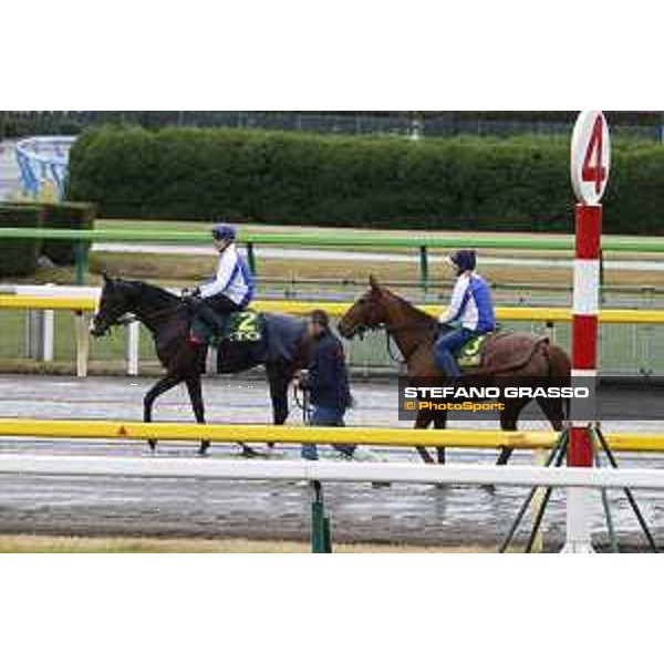 Morning track works at Fuchu racecourse Nightflower and Ito Tokyo,26th nov.2015 ph.Stefano Grasso