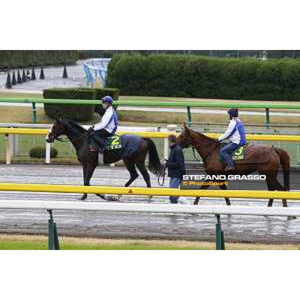 Morning track works at Fuchu racecourse Nightflower and Ito Tokyo,26th nov.2015 ph.Stefano Grasso