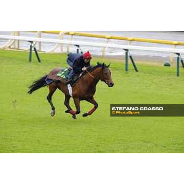 Morning track works at Fuchu racecourse Erupt Tokyo,26th nov.2015 ph.Stefano Grasso