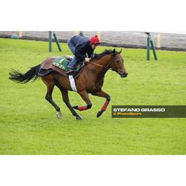 Morning track works at Fuchu racecourse Erupt Tokyo,26th nov.2015 ph.Stefano Grasso