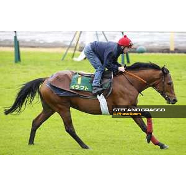 Morning track works at Fuchu racecourse Erupt Tokyo,26th nov.2015 ph.Stefano Grasso