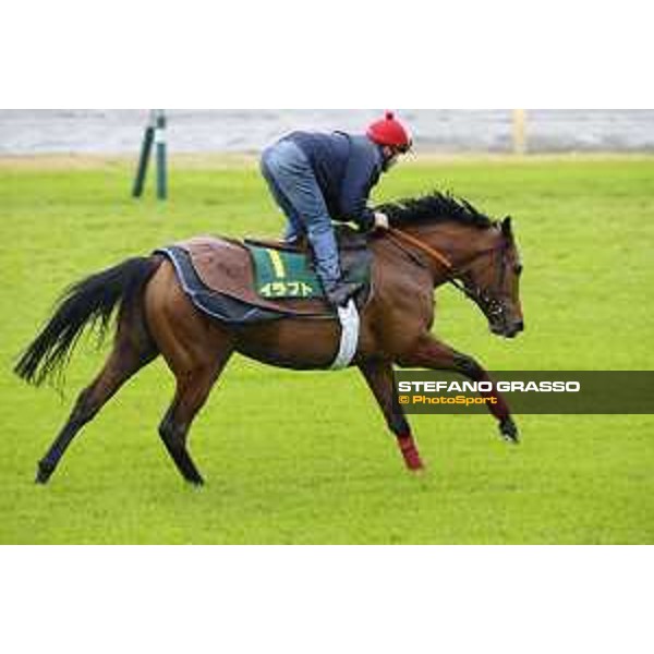 Morning track works at Fuchu racecourse Erupt Tokyo,26th nov.2015 ph.Stefano Grasso