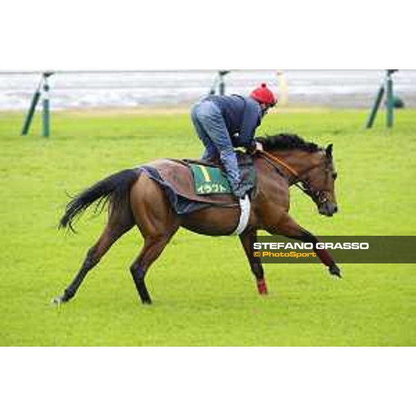 Morning track works at Fuchu racecourse Erupt Tokyo,26th nov.2015 ph.Stefano Grasso