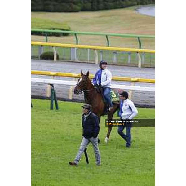 Morning track works at Fuchu racecourse Nightflower and Peter Schiergen Tokyo,26th nov.2015 ph.Stefano Grasso