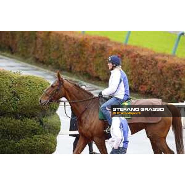 Morning track works at Fuchu racecourse Nightflower and Peter Schiergen Tokyo,26th nov.2015 ph.Stefano Grasso