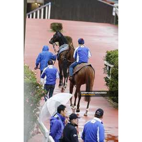 morning track works at Fuchu racecourse Tokyo,26th nov.2015 ph.Stefano Grasso