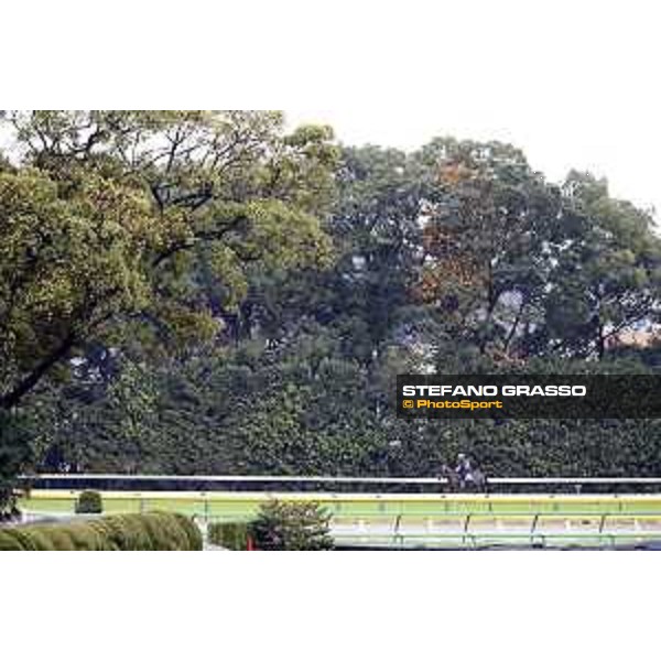 Morning track works at Fuchu racecourse Trip To Paris Tokyo,26th nov.2015 ph.Stefano Grasso