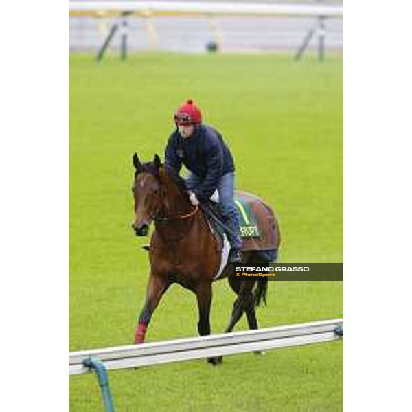 Morning track works at Fuchu racecourse Erupt Tokyo,26th nov.2015 ph.Stefano Grasso