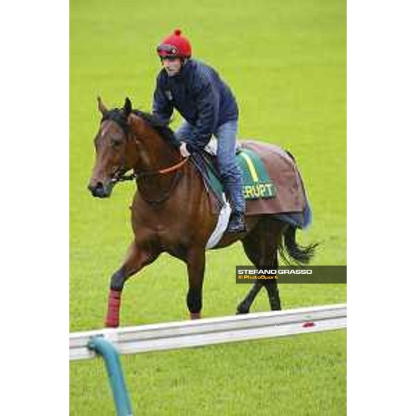 Morning track works at Fuchu racecourse Erupt Tokyo,26th nov.2015 ph.Stefano Grasso