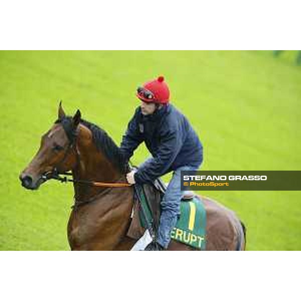 Morning track works at Fuchu racecourse Erupt Tokyo,26th nov.2015 ph.Stefano Grasso