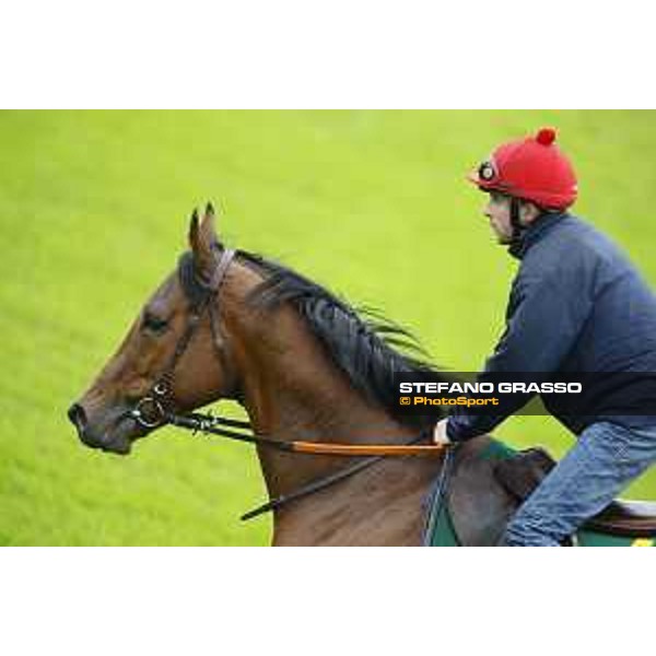 Morning track works at Fuchu racecourse Erupt Tokyo,26th nov.2015 ph.Stefano Grasso