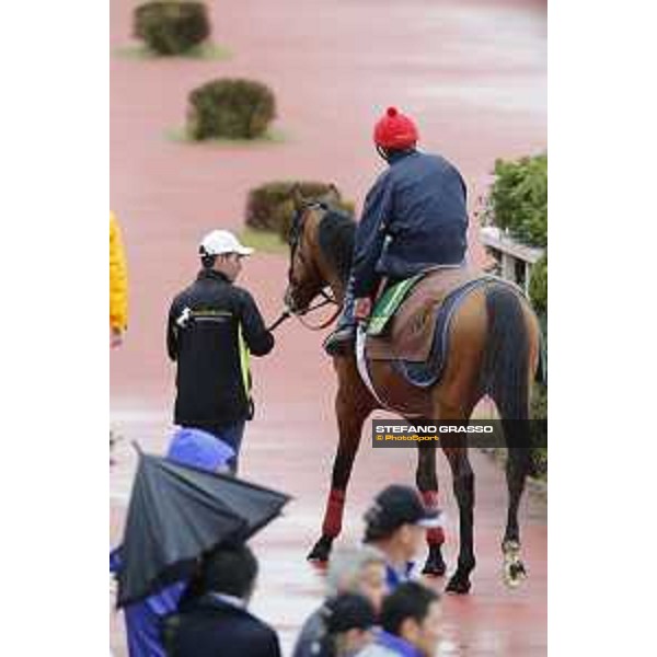 Morning track works at Fuchu racecourse Erupt Tokyo,26th nov.2015 ph.Stefano Grasso