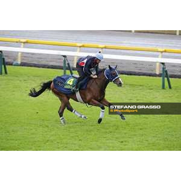 Morning track works at Fuchu racecourse Trip To Paris Tokyo,26th nov.2015 ph.Stefano Grasso