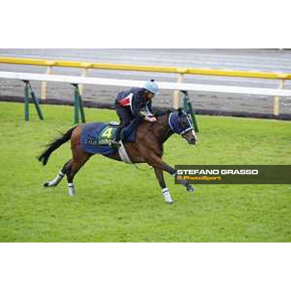 Morning track works at Fuchu racecourse Trip To Paris Tokyo,26th nov.2015 ph.Stefano Grasso