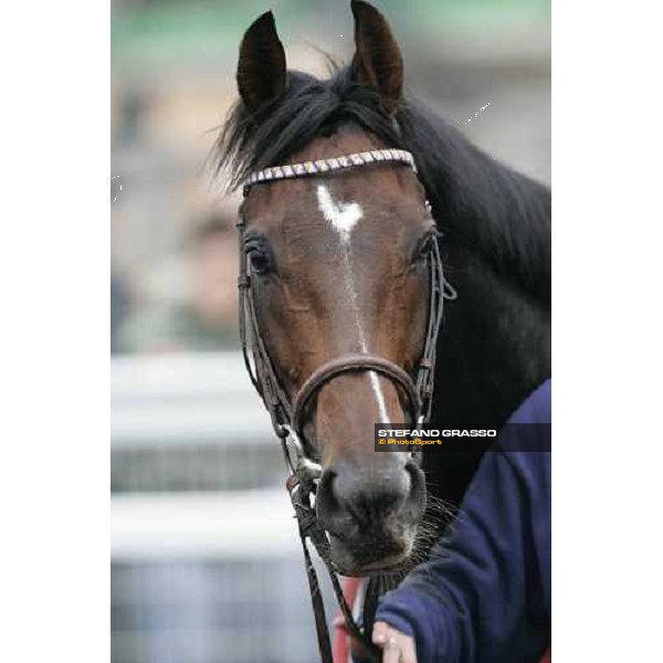 close up for Soldier Hollow winner of Premio Roma At The Races Rome, 6th november 2005 ph. Stefano Grasso