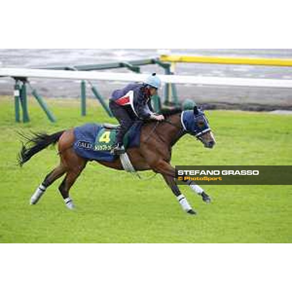Morning track works at Fuchu racecourse Trip To Paris Tokyo,26th nov.2015 ph.Stefano Grasso