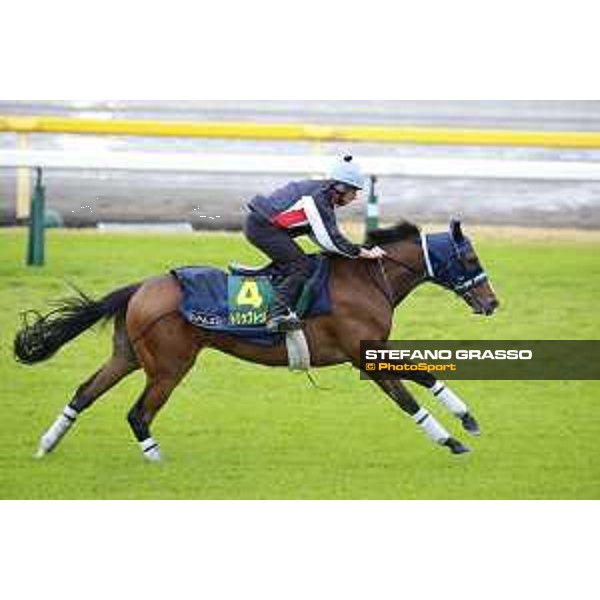 Morning track works at Fuchu racecourse Trip To Paris Tokyo,26th nov.2015 ph.Stefano Grasso