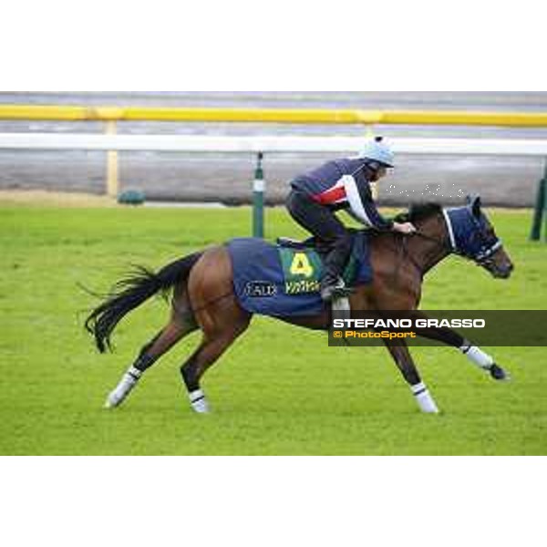 Morning track works at Fuchu racecourse Trip To Paris Tokyo,26th nov.2015 ph.Stefano Grasso