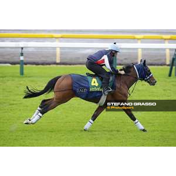 Morning track works at Fuchu racecourse Trip To Paris Tokyo,26th nov.2015 ph.Stefano Grasso
