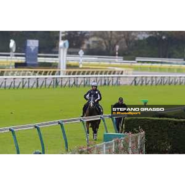 Morning track works at Fuchu racecourse Trip To Paris Tokyo,26th nov.2015 ph.Stefano Grasso