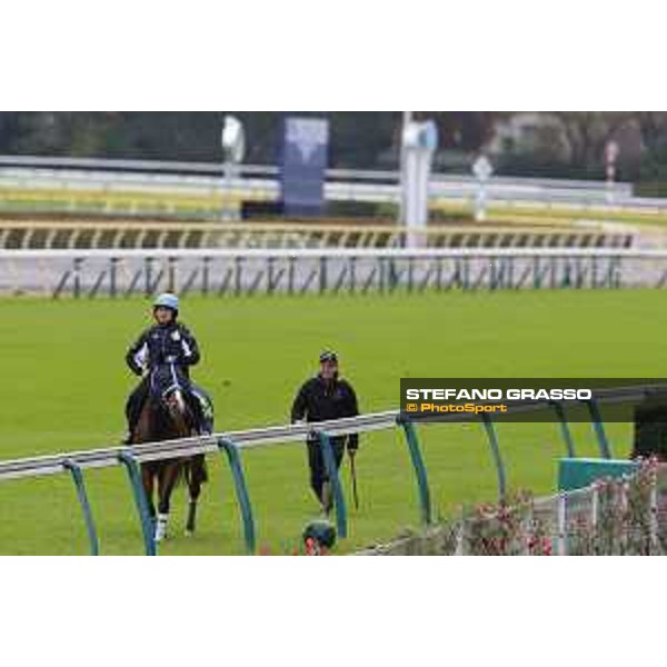 Morning track works at Fuchu racecourse Trip To Paris Tokyo,26th nov.2015 ph.Stefano Grasso