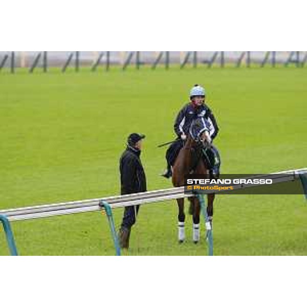 Morning track works at Fuchu racecourse Trip To Paris Tokyo,26th nov.2015 ph.Stefano Grasso